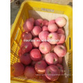 Année 2015 Chine exportateur de pommes fraîches